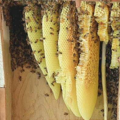 Wild honeycomb hanging inside a wall cavity during a bee rescue